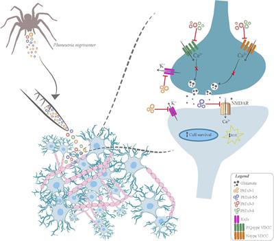 Frontiers | Animal Toxins as Therapeutic Tools to Treat